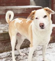 Nanuk – Terrier-Mix, Männchen, 2 Jahre 8 Monate, 13057 Berlin – Foto 4
