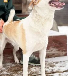 Nanuk – Terrier-Mix, Männchen, 2 Jahre 8 Monate, 13057 Berlin – Foto 5