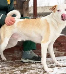 Nanuk – Terrier-Mix, Männchen, 2 Jahre 8 Monate, 13057 Berlin – Foto 6