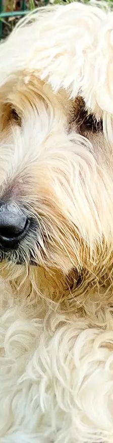 Djaika – Labradoodle, Weibchen, 4 Jahre, 13057 Berlin – Foto 1