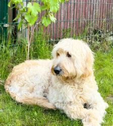 Djaika – Labradoodle, Weibchen, 4 Jahre, 13057 Berlin – Foto 2