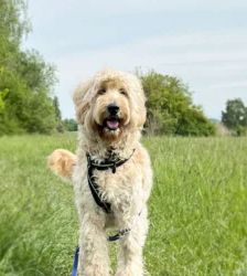 Djaika – Labradoodle, Weibchen, 4 Jahre, 13057 Berlin – Foto 3