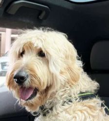 Djaika – Labradoodle, Weibchen, 4 Jahre, 13057 Berlin – Foto 4