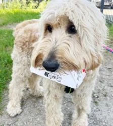 Djaika – Labradoodle, Weibchen, 4 Jahre, 13057 Berlin – Foto 5