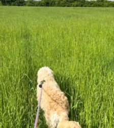 Djaika – Labradoodle, Weibchen, 4 Jahre, 13057 Berlin – Foto 6