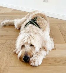 Djaika – Labradoodle, Weibchen, 4 Jahre, 13057 Berlin – Foto 7