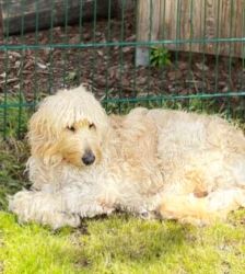 Djaika – Labradoodle, Weibchen, 4 Jahre, 13057 Berlin – Foto 8