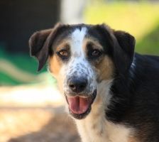 Milla – Jagdhund-Mix, Weibchen, 6 Jahre 2 Monate, 70195 Stuttgart-Botnang – Foto 1