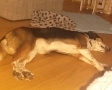 Milla – Jagdhund-Mix, Weibchen, 6 Jahre 2 Monate, 70195 Stuttgart-Botnang – Foto 2
