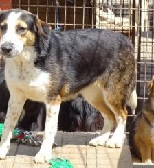 Milla – Jagdhund-Mix, Weibchen, 6 Jahre 2 Monate, 70195 Stuttgart-Botnang – Foto 12