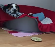 Milla – Jagdhund-Mix, Weibchen, 6 Jahre 2 Monate, 70195 Stuttgart-Botnang – Foto 3