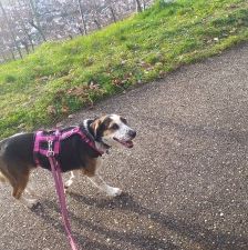Milla – Jagdhund-Mix, Weibchen, 6 Jahre 2 Monate, 70195 Stuttgart-Botnang – Foto 4