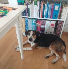 Milla – Jagdhund-Mix, Weibchen, 6 Jahre 2 Monate, 70195 Stuttgart-Botnang – Foto 5