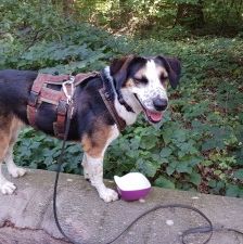 Milla – Jagdhund-Mix, Weibchen, 6 Jahre 2 Monate, 70195 Stuttgart-Botnang – Foto 6