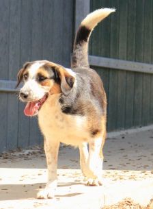 Milla – Jagdhund-Mix, Weibchen, 6 Jahre 2 Monate, 70195 Stuttgart-Botnang – Foto 7