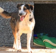 Milla – Jagdhund-Mix, Weibchen, 6 Jahre 2 Monate, 70195 Stuttgart-Botnang – Foto 8