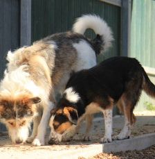 Milla – Jagdhund-Mix, Weibchen, 6 Jahre 2 Monate, 70195 Stuttgart-Botnang – Foto 9