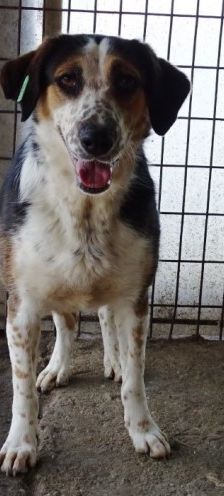 Milla – Jagdhund-Mix, Weibchen, 6 Jahre 2 Monate, 70195 Stuttgart-Botnang – Foto 10