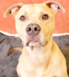 Mitch – Staffordshire Terrier Mix, Männchen, 3 Jahre, 13057 Berlin – Foto 2
