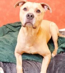 Mitch – Staffordshire Terrier Mix, Männchen, 3 Jahre, 13057 Berlin – Foto 3