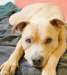 Mitch – Staffordshire Terrier Mix, Männchen, 3 Jahre, 13057 Berlin – Foto 4
