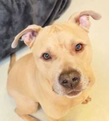 Mitch – Staffordshire Terrier Mix, Männchen, 3 Jahre, 13057 Berlin – Foto 5