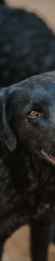 Indie – Kroatischer Schäferhundmix, Männchen, 3 Jahre, Nordic Strays e.V. – Foto 1