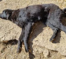 Indie – Kroatischer Schäferhundmix, Männchen, 3 Jahre, Nordic Strays e.V. – Foto 11