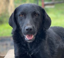 Indie – Kroatischer Schäferhundmix, Männchen, 3 Jahre, Nordic Strays e.V. – Foto 12