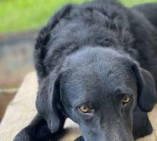Indie – Kroatischer Schäferhundmix, Männchen, 3 Jahre, Nordic Strays e.V. – Foto 13