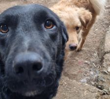 Indie – Kroatischer Schäferhundmix, Männchen, 3 Jahre, Nordic Strays e.V. – Foto 7