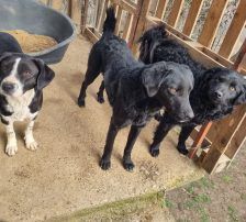 Indie – Kroatischer Schäferhundmix, Männchen, 3 Jahre, Nordic Strays e.V. – Foto 8