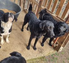 Indie – Kroatischer Schäferhundmix, Männchen, 3 Jahre, Nordic Strays e.V. – Foto 9