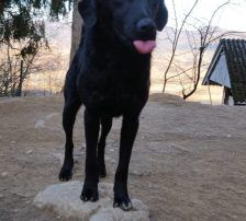 Indie – Kroatischer Schäferhundmix, Männchen, 3 Jahre, Nordic Strays e.V. – Foto 10