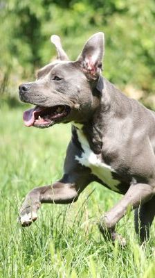Ares – Stafford-Mix, Männchen, 4 Jahre, 13057 Berlin – Foto 1