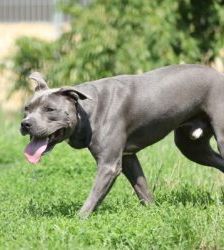 Ares – Stafford-Mix, Männchen, 4 Jahre, 13057 Berlin – Foto 3