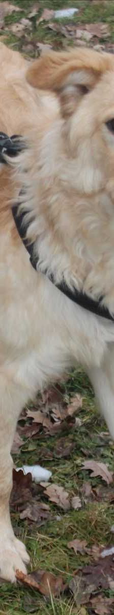 SNOOPY – Mix, Männchen, 2 Monate, 81829 München – Foto 3