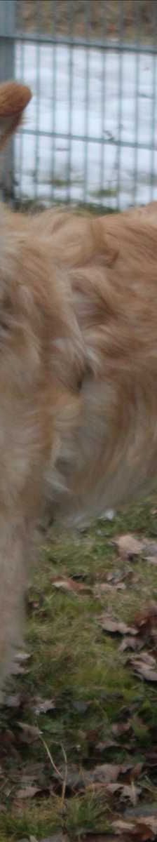 SNOOPY – Mix, Männchen, 2 Monate, 81829 München – Foto 5
