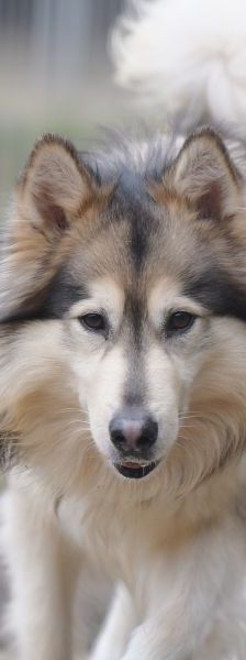 Timba – Husky-Mix, Männchen, 4 Jahre 11 Monate, 13057 Berlin – Foto 1