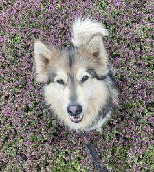 Timba – Husky-Mix, Männchen, 4 Jahre 11 Monate, 13057 Berlin – Foto 2