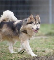 Timba – Husky-Mix, Männchen, 4 Jahre 11 Monate, 13057 Berlin – Foto 3