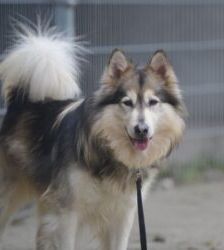 Timba – Husky-Mix, Männchen, 4 Jahre 11 Monate, 13057 Berlin – Foto 4