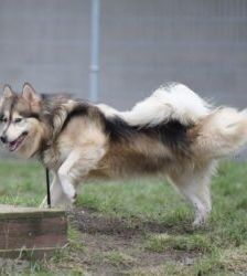 Timba – Husky-Mix, Männchen, 4 Jahre 11 Monate, 13057 Berlin – Foto 5