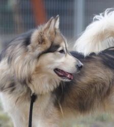 Timba – Husky-Mix, Männchen, 4 Jahre 11 Monate, 13057 Berlin – Foto 6