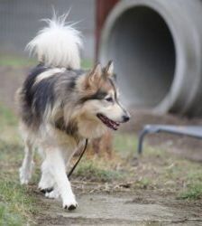 Timba – Husky-Mix, Männchen, 4 Jahre 11 Monate, 13057 Berlin – Foto 7