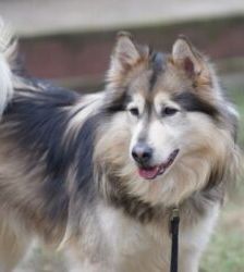 Timba – Husky-Mix, Männchen, 4 Jahre 11 Monate, 13057 Berlin – Foto 8