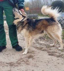 Timba – Husky-Mix, Männchen, 4 Jahre 11 Monate, 13057 Berlin – Foto 9