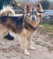 Timba – Husky-Mix, Männchen, 4 Jahre 11 Monate, 13057 Berlin – Foto 10
