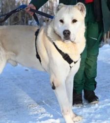 Baschka – Alabai-Mix, Männchen, 4 Jahre 8 Monate, 13057 Berlin – Foto 5