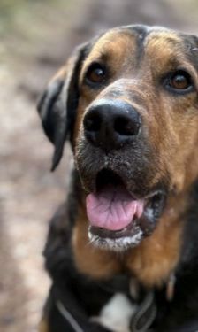 Abe – Mischling, Männchen, 6 Jahre 6 Monate, 32758 Detmold – Foto 1